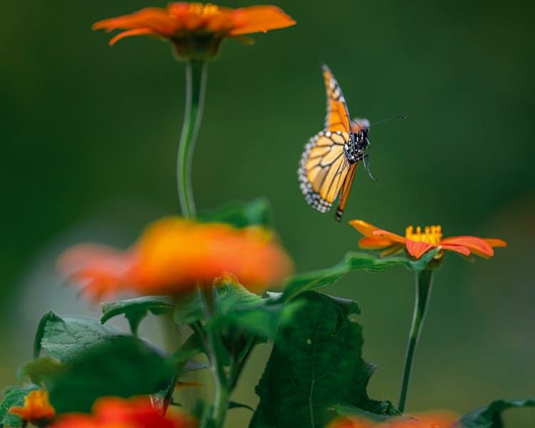 Butterfly Flying To Orange Flower