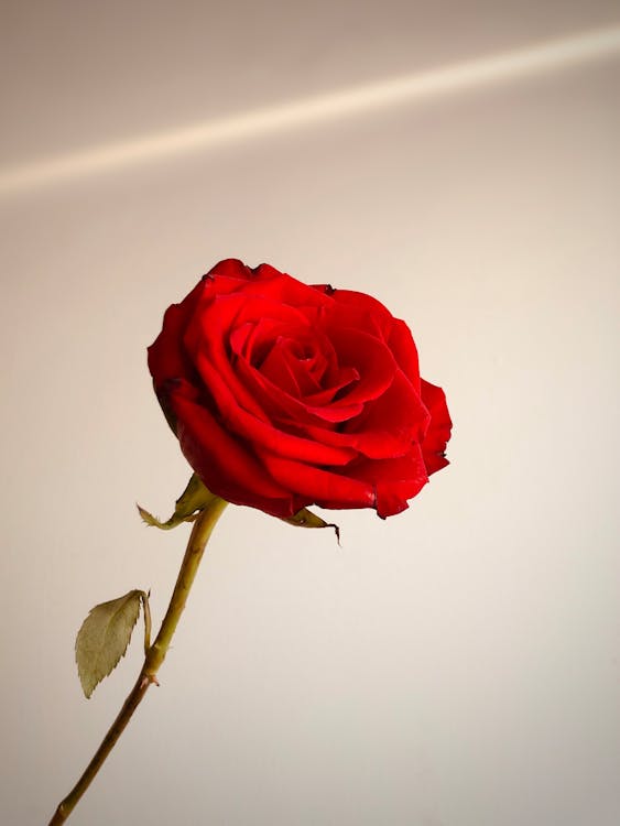 Free Close-Up Photo of a Red Rose in Bloom Stock Photo