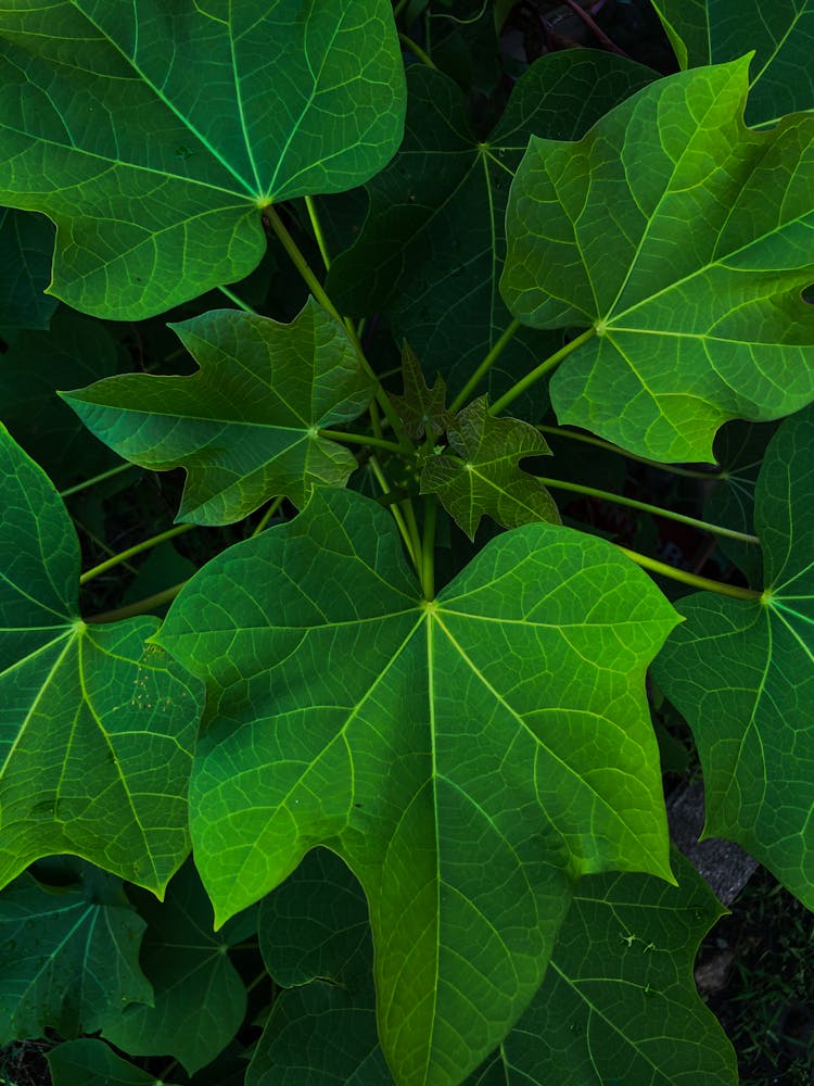 Close-Up Shot Of Green Leaves