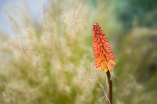 Selective Focus Photo of a Red Hot Poker