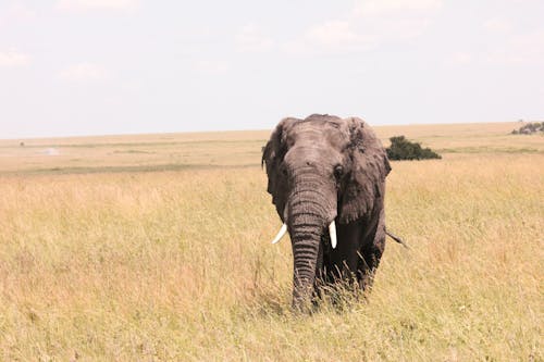 Слон на поле коричневой травы
