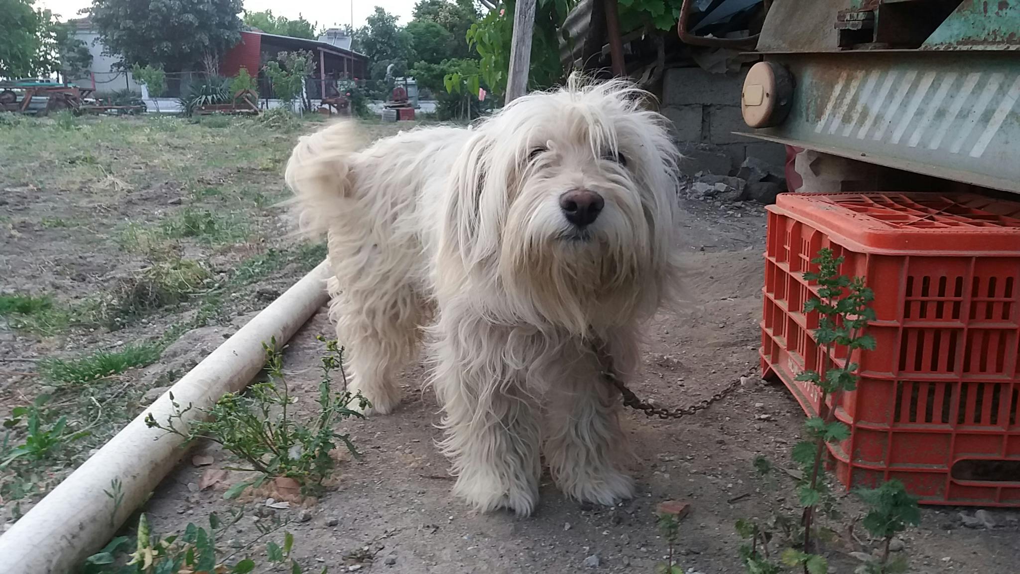 Foto Stok Gratis Tentang Anjing Binatang Binatang Imut