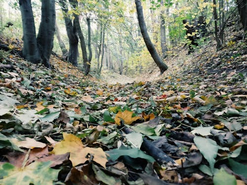 Dried Leaves in Forest