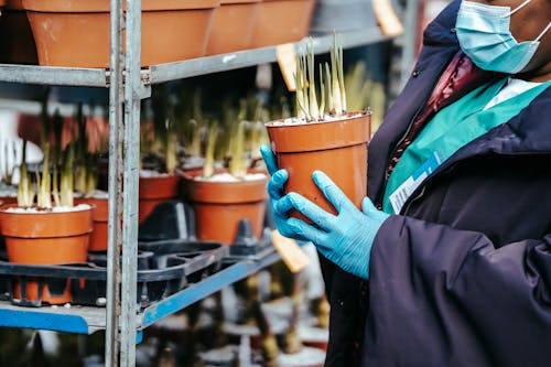 Free Crop anonymous African American female nurse in medical clothes with mask and gloves selecting potted plants while standing in market in daylight Stock Photo