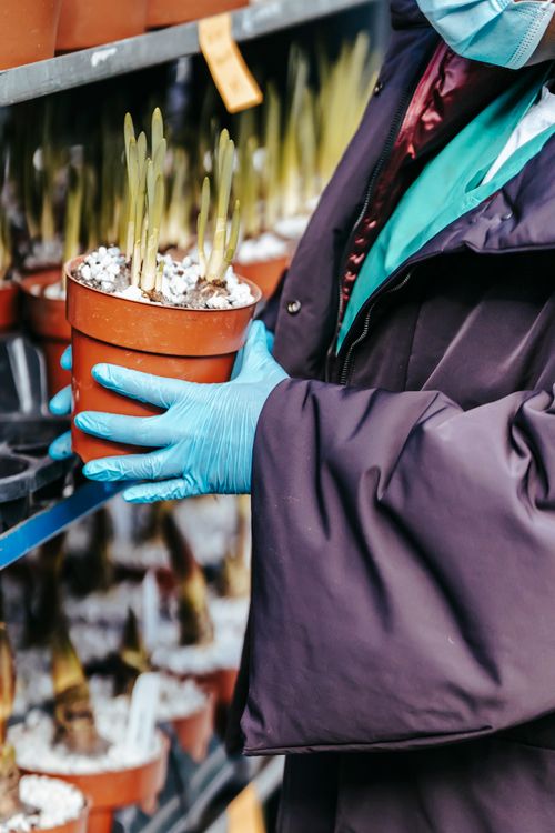 Free Crop anonymous lady doctor in medical outfit with mask and gloves choosing plants in pots while standing in street market in day Stock Photo