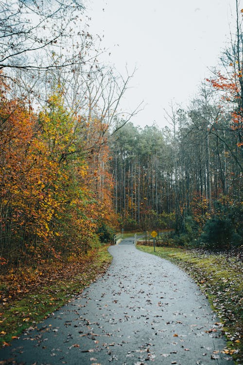 Country Road Between Trees in Autumn