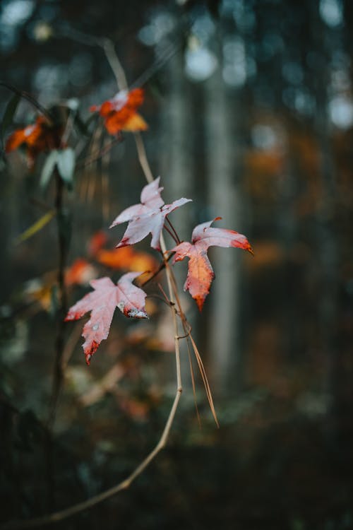 Leaves on Twig