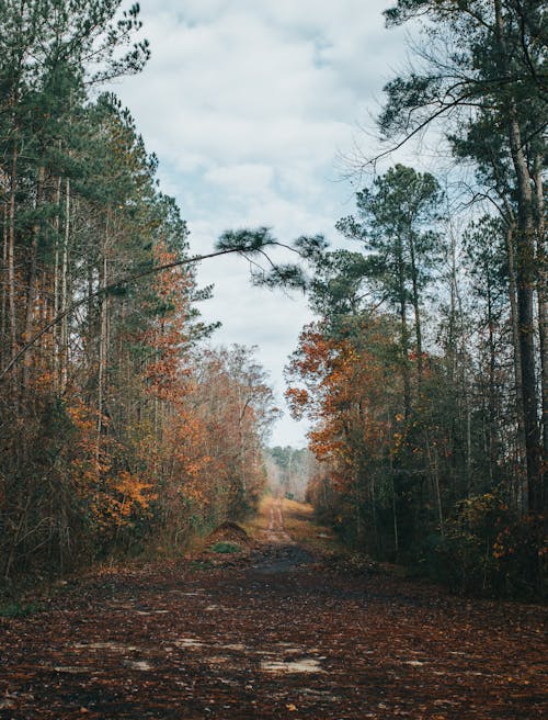 A Road in a Forest in Autumn 