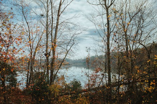 Scenery with a Lake and Trees in Autumn