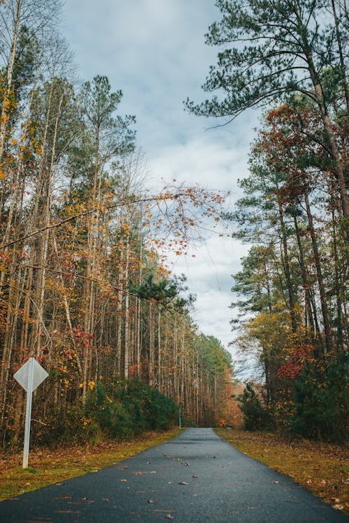 Empty Road in Autumn Forest