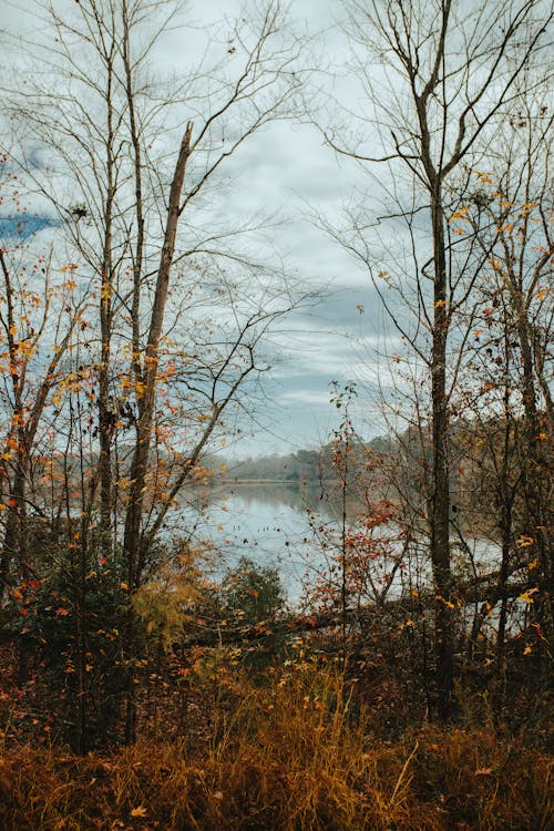 Autumn Forest near Lake