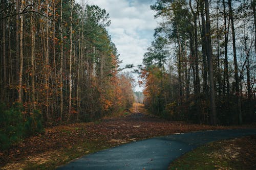 View of a Road in a Forest