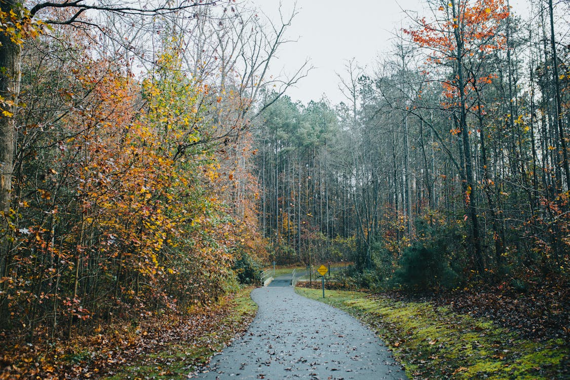 Free Countryside Road in an Autumnal Forest  Stock Photo