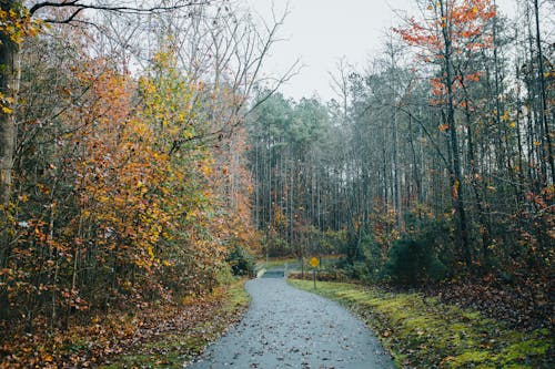 Countryside Road in an Autumnal Forest 