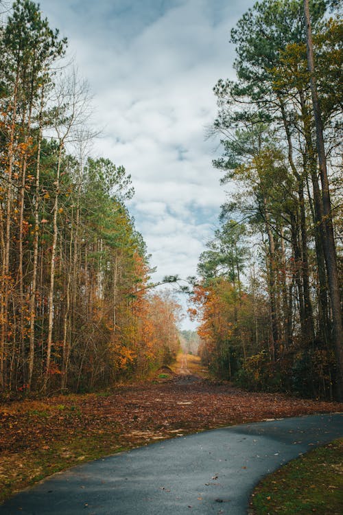 Road in Forest in Autumn