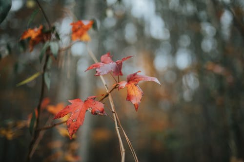 Selective Focus Photo of Red Maple Leaves