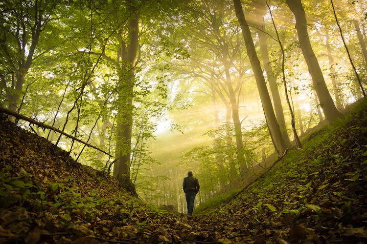 Man Walking In Forest In Sun