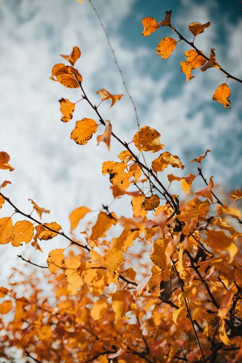 Free Vibrant orange fall leaves reach towards the sky, capturing the essence of autumn. Stock Photo