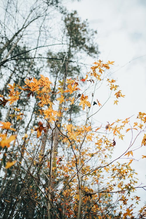 Gratis Immagine gratuita di alberi, autunno, cielo coperto Foto a disposizione