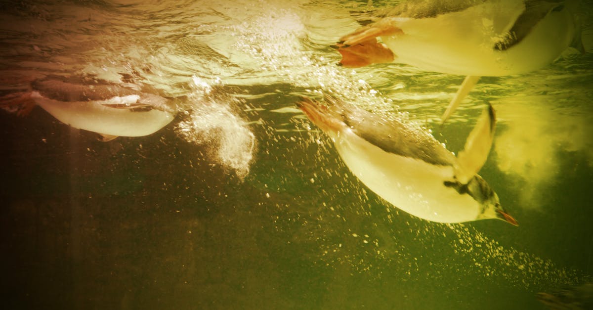 Free stock photo of aquatic animal, penguins, under water