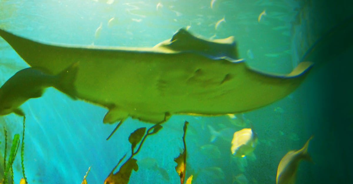 Free stock photo of aquarium, stingray, under water