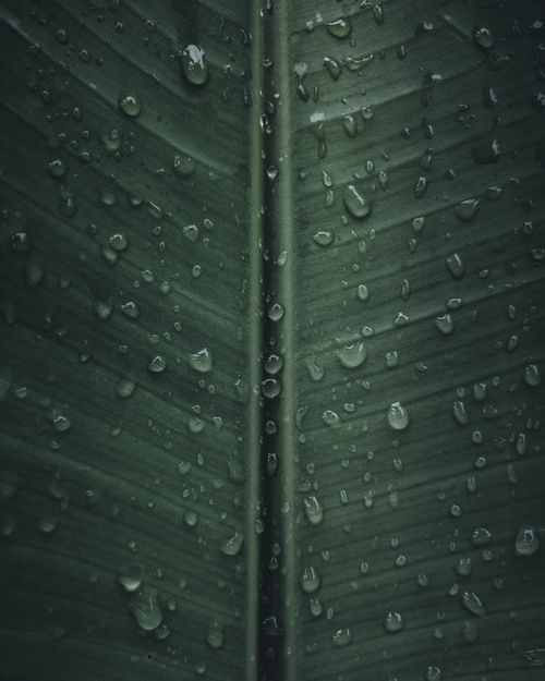 Free A close-up view of a banana leaf covered with water droplets in India. Stock Photo