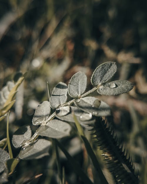 Close up of a Plant with Raindrops