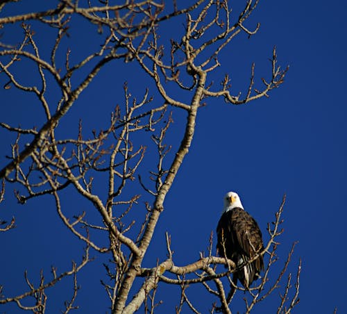 Free stock photo of bald eagle