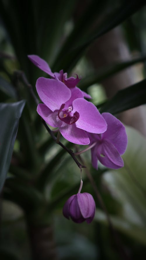 Selective Focus Photo of Purple Moth Orchids in Bloom