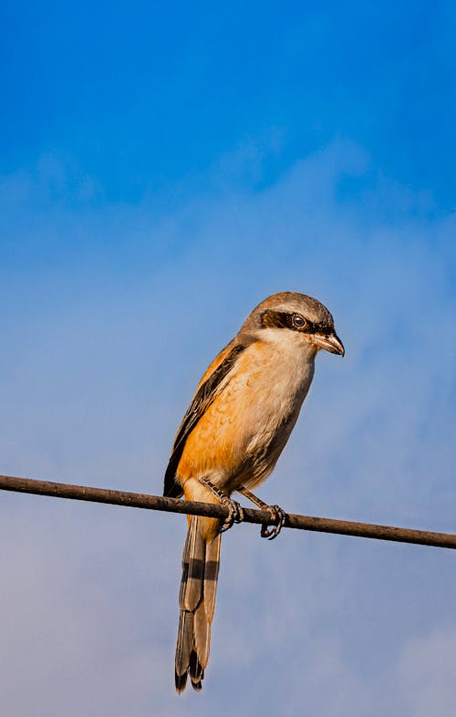 Imagine de stoc gratuită din adorabil, afară, animale sălbatice