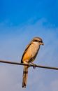 Small shrike with colorful plumage and black line on eyes sitting on tree sprig against blue cloudless sky in sunny nature