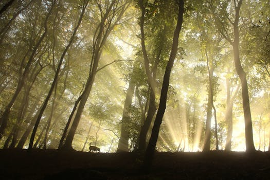 Stunning sunlight shines through a forest, highlighting the silhouettes of trees.