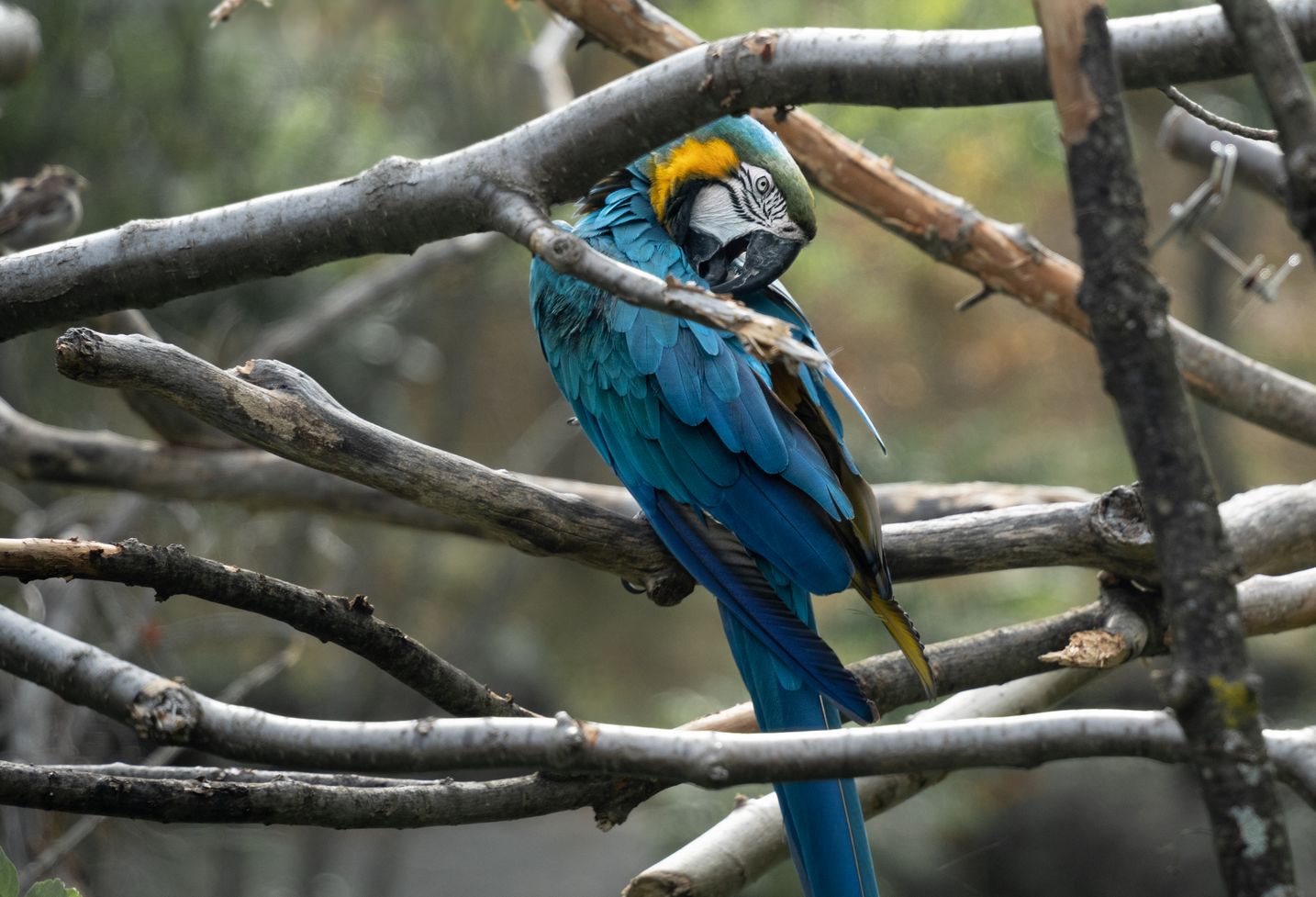 Curated visual reference: Picture Idea: Anodorhynchus Hyacinthinus Blue Macaw Care Guide And Facts