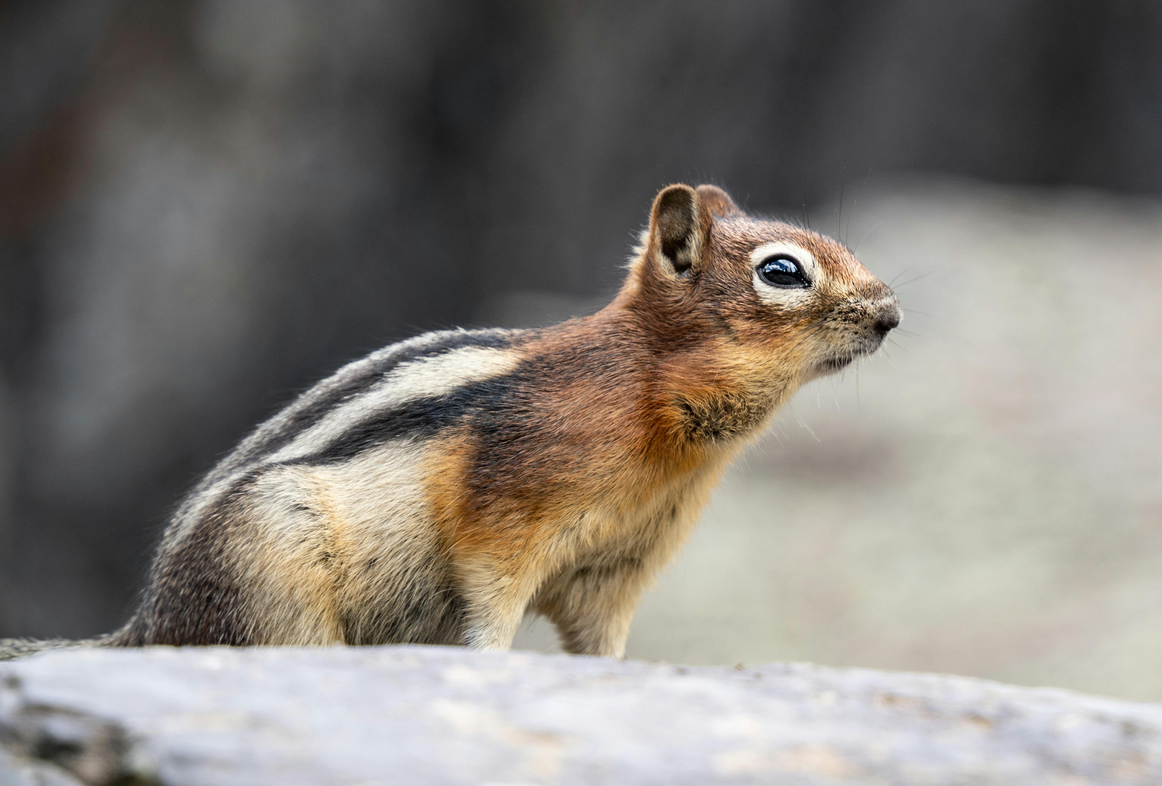 Free Capture of a cute chipmunk in the wild, showcasing its furry details and natural habitat. Stock Photo