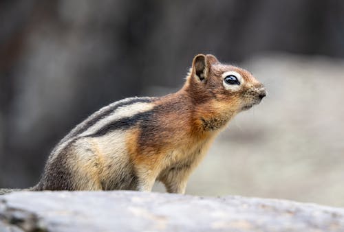 Free Selective Focus Photo of a Brown Squirrel Stock Photo