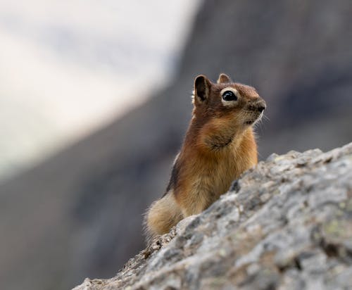 Free Close-Up Photo of a Brown Squirrel Looking Away Stock Photo