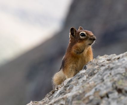 Adorable chipmunk perched on a rock in wildlife habitat. Perfect for animal and nature themes.