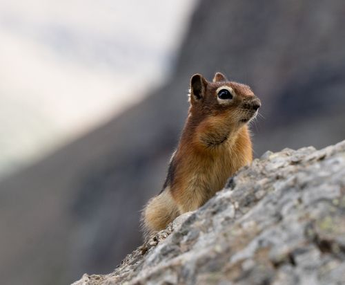 Free Adorable chipmunk perched on a rock in wildlife habitat. Perfect for animal and nature themes. Stock Photo