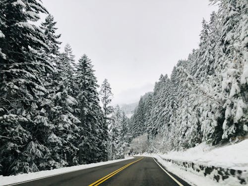 Asphalt Road Between Snowy Trees