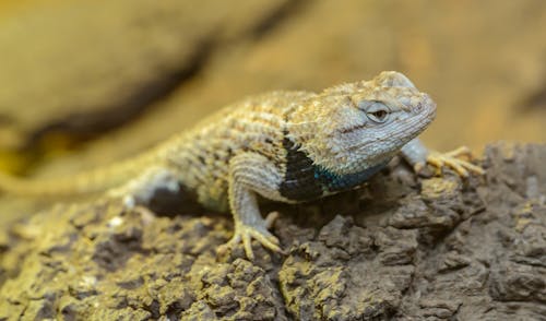 Close-up of a Lizard