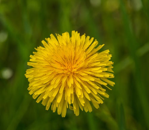 Overhead Shot of a Yellow Dandelion Flower