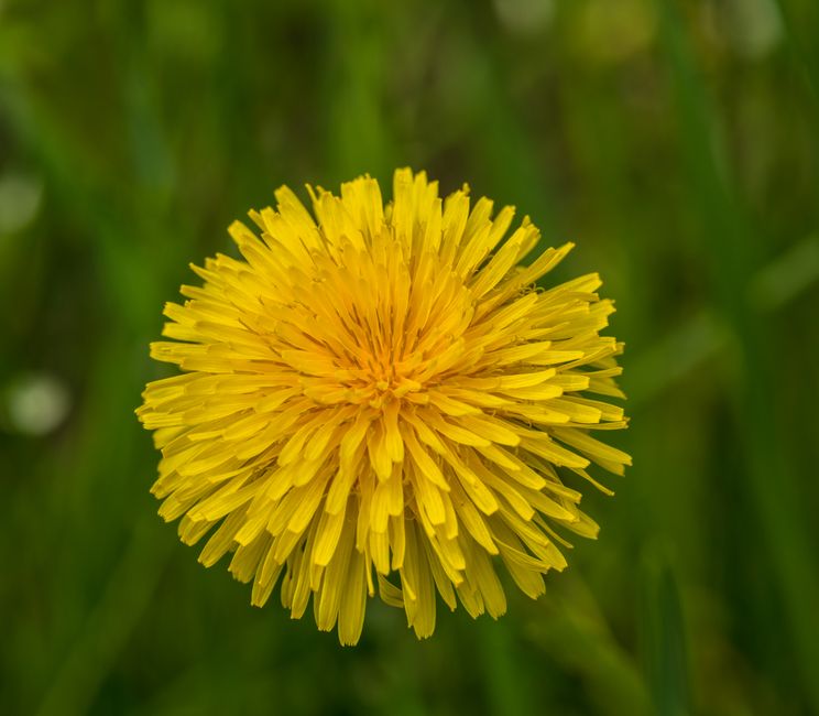 Pissenlit officinal