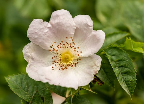 Gratuit Imagine de stoc gratuită din a închide, floare albă, floră Fotografie de stoc