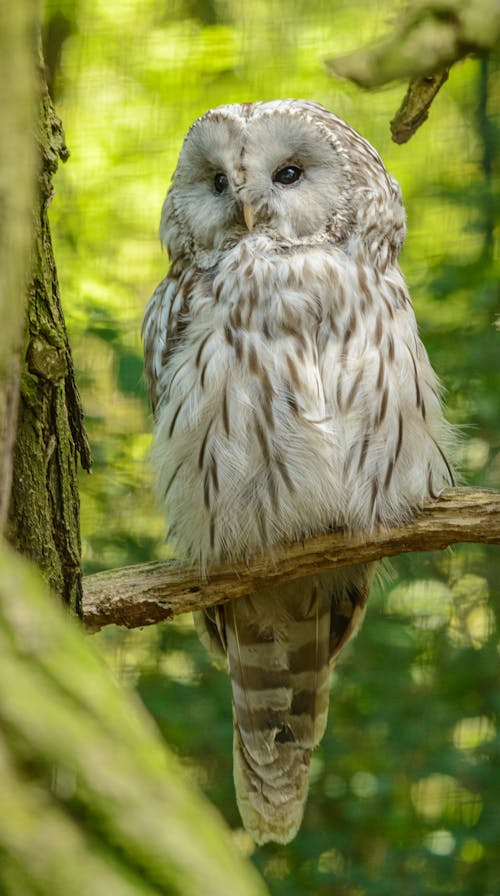 とまる, ふくろう, 動物の無料の写真素材