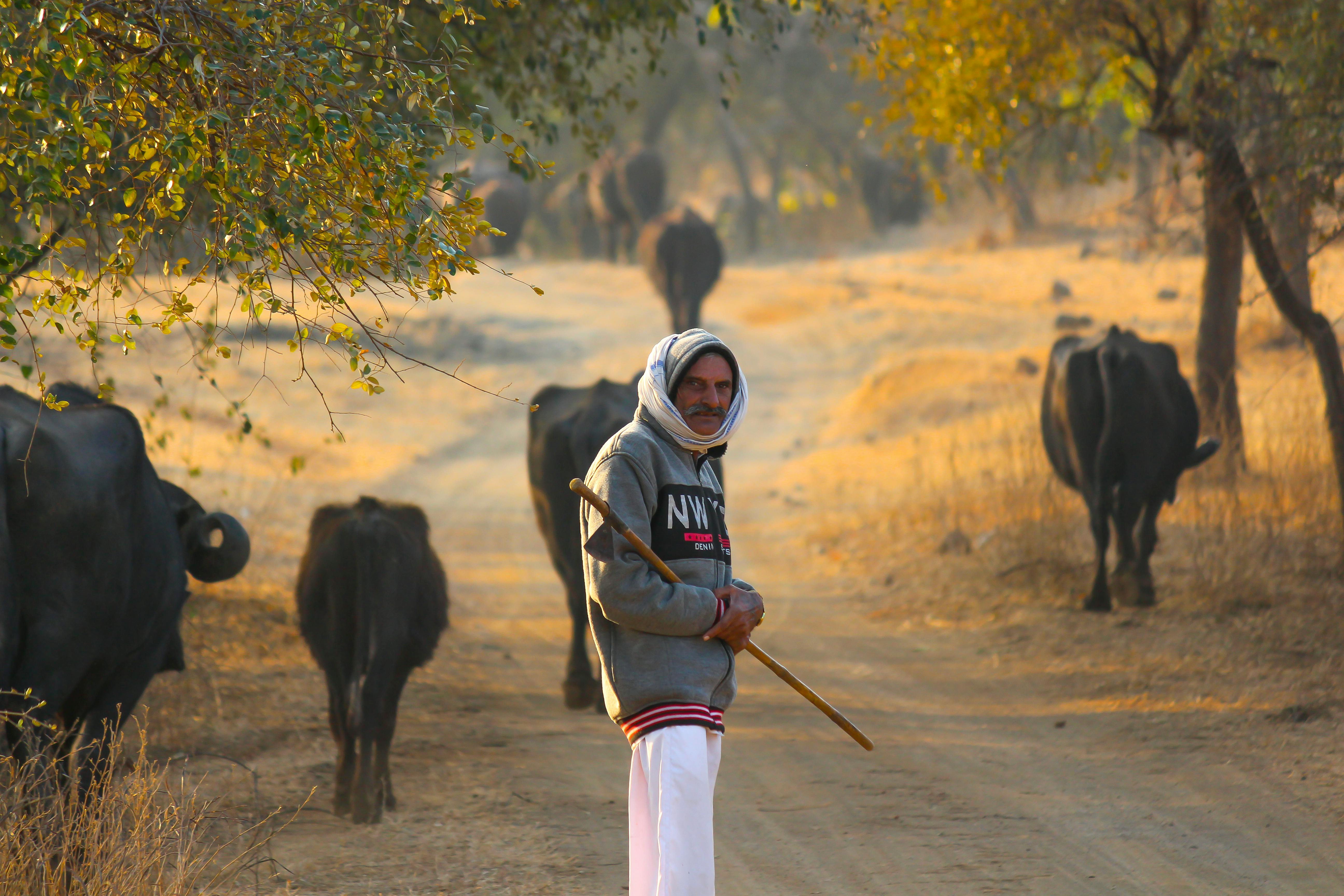 An Indian farmer guiding his buffalos along a dusty country road in rural India, showcasing a pastoral lifestyle. | Indian Village Development