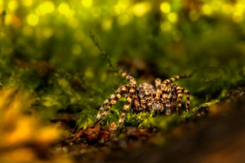 Free Detailed macro image of a grass spider in a natural environment with a blurred background. Stock Photo