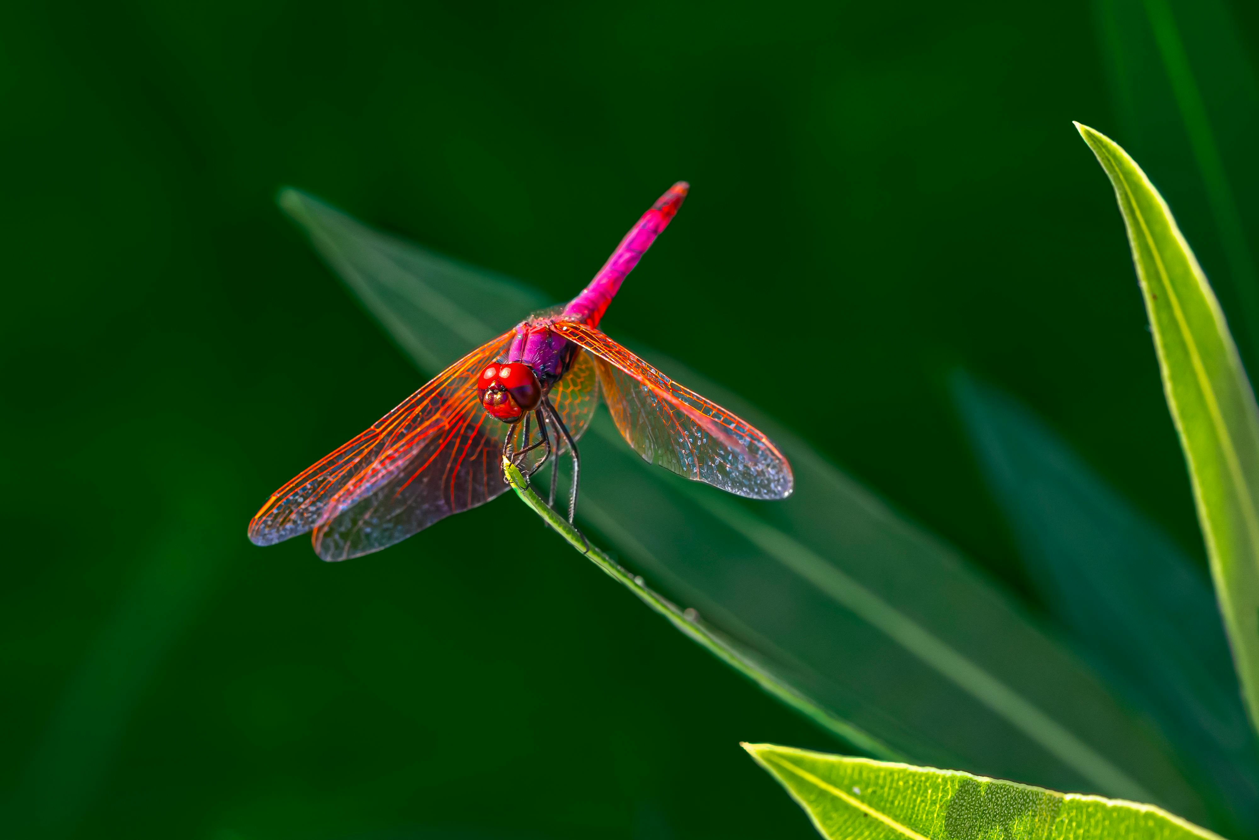 Brown Dragonfly Perched On Green Leaf In Close Up Photography · Free ...