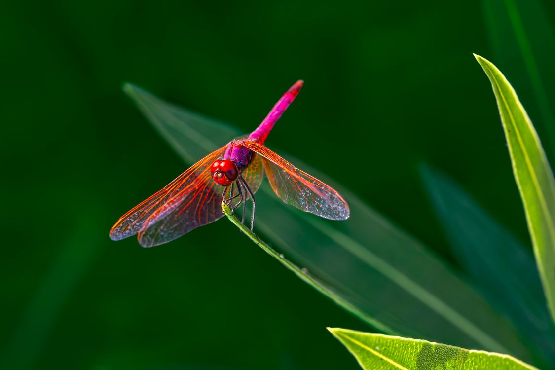 A Dragonfly Perched on Green Leaf in Close-Up Photography · Free Stock ...