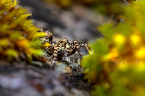 Free Macro image of a jumping spider navigating vibrant moss in Estonia. Stock Photo