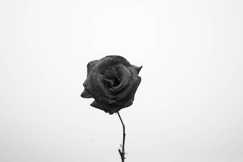 Grayscale Photo of a Flower